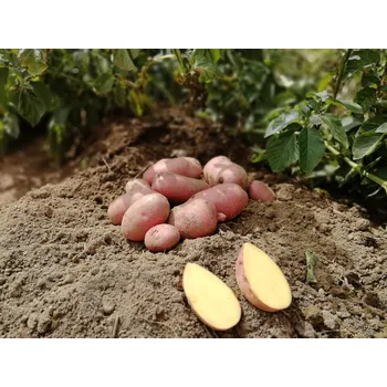 Semeno Sadbové brambory Laura Balení: 25kg