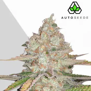 Semeno Auto Seeds - Pineapple Express Auto 3 ks