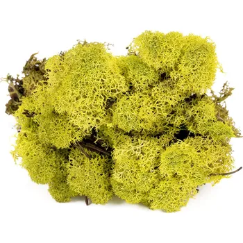 Lišejník (Balení 500g)