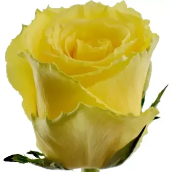 umělá květina Žlutá růže GOOD TIMES 50cm (XL)