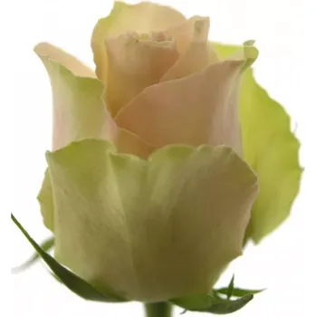 umělá květina Krémovozelená růže LA BELLE 40 cm (XL)