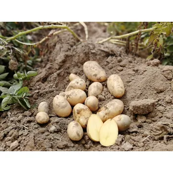 Semeno Sadbové brambory Colette Balení: 25kg