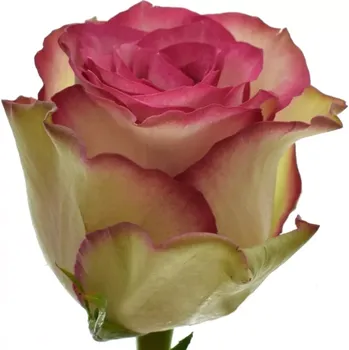 umělá květina Růžová růže MONIQUE 50 cm (L)