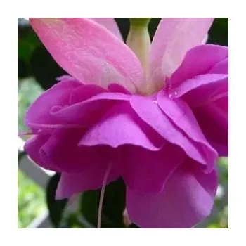 English Rose (Fuchsie) 1047 F