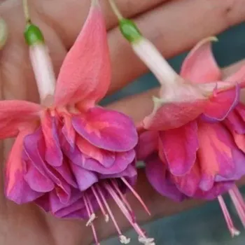 Menkelly's Euphemia (Fuchsie) 1046 F