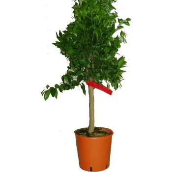 Sazenice Citrus Mandarinkovník Satsuma - RARITNÍ NABÍDKA