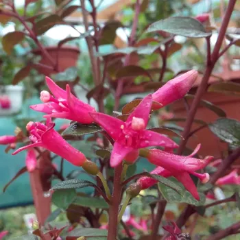 Sparky (Fuchsie) 1045 F