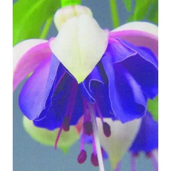 Jollies La grande Lorraine, Fuchsie 1033F