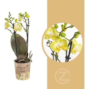 Sazenice Orchidej Můrovec, Phalaenopsis Kolibri Malta, 2 výhony, žlutá