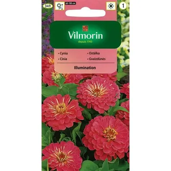 Semeno Ostálka sličná Illumination (jiřinokvětá, růžová) 10/2025