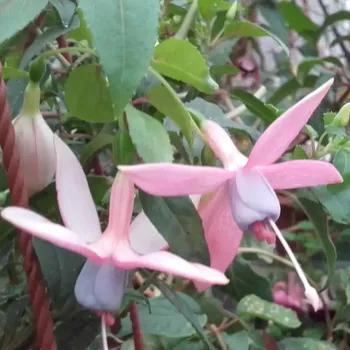 Schöne Janina (Fuchsie) 1049 F