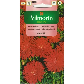 Semeno Astra čínská trpaslík Chochlik (hvězdnice nízká, červená) 10/2025