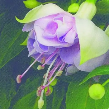 Jollies La grande Picardie 1034 F