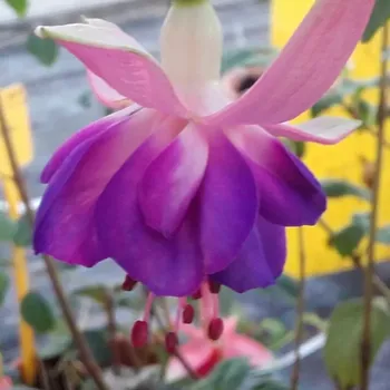 Dick Swinbank (Fuchsie) - 1050 F