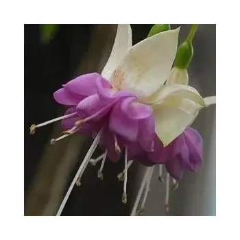Waldi´s amrei (Fuchsie) 1054 F