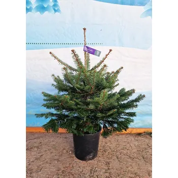 Vánoční stromek Smrk Ztepilý 80 - 100 cm