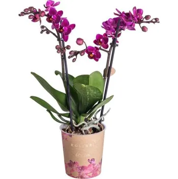 Sazenice Orchidej Můrovec, Phalaenopsis Kolibri Violet, 2 výhony, tmavě fialová