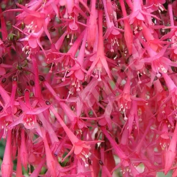 Euruption Fuchsie 1028 F