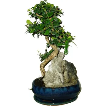 Sazenice Pokojová bonsaj Carmona microphylla - čaj fuki 122