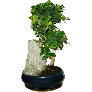 Sazenice Pokojová bonsaj Carmona microphylla - čaj fuki 140