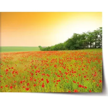 Plakát Sablio Plakát Pole vlčích máků - 60x40 cm