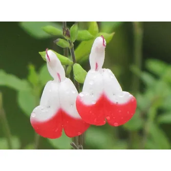 Sazenice Šalvěj drobnolistá 'Hot Lips' - Salvia microphylla 'Hot Lips' Balení: kontejner p14