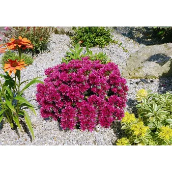 Sazenice levandule-online.cz Rozchodník pochybný "Spot on Deep Rose" 9 cm