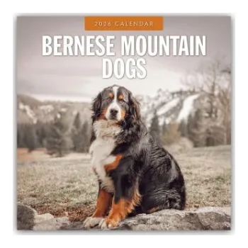 Diář Bernese Mountain Dog - Berner Sennenhund 2026 - 16-Monatskalender (EN)
