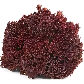 Salát Lollo Rosso čerstvý