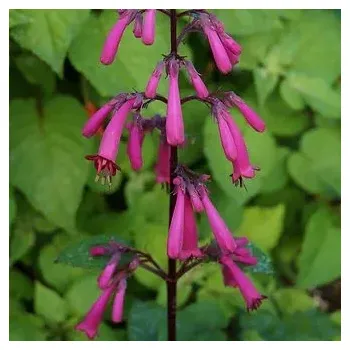 Kapská, vínová (Phygelium) mrazuvzdorná 1064 F