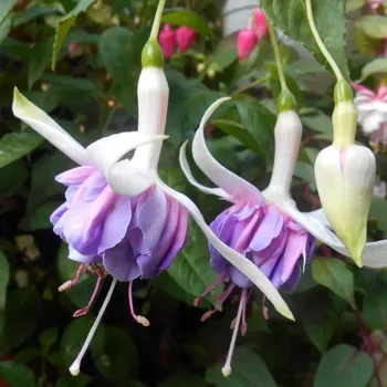 Serpenhuveles Jubileum (Fuchsie) 1068 F