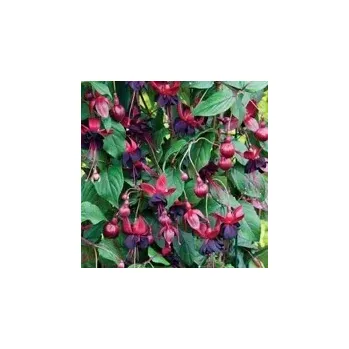 Lada Boothby Fuchsie-mrazuvzdorná 361