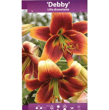 Semeno Lilie dřevitá Debby