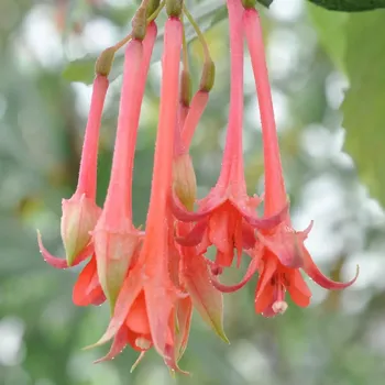 Martha Franck Fuchsie 611