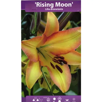 Semeno Lilie dřevitá Rising Moon