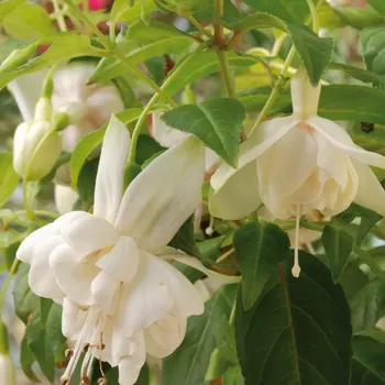 Jef van der Kuylen Fuchsie 601