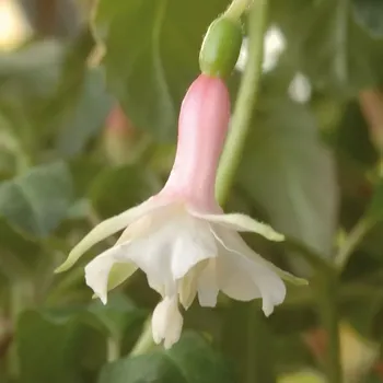 Straat Futuram Fuchsie (Šl. J.de Boer, NL, 2004) 604