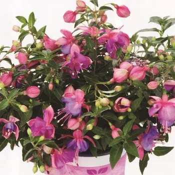 Fuchsini Double Rose-Blue 1086 F