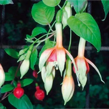 Walz Vuurpijl Fuchsie 553