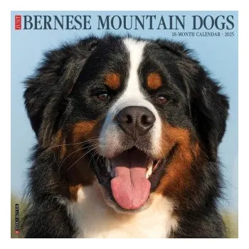 Kalendář Bernese Mountain Dogs 2026 12 X 12 Wall Calendar (Kalendář)