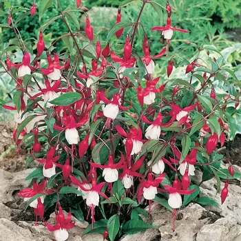 Madam Cronelissen Fuchsie-mrazuvzdorná 401