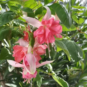 Markus Graham Fuchsie 464