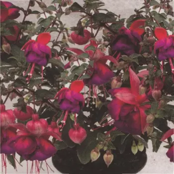 Jollies La Grande Alsace 1092 F