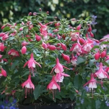 Lady Thumb Fuchsie (Roe GB 1966)-mrazuvzdorná 299