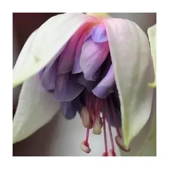 Lydia Ivo (Fuchsie) 1079 F