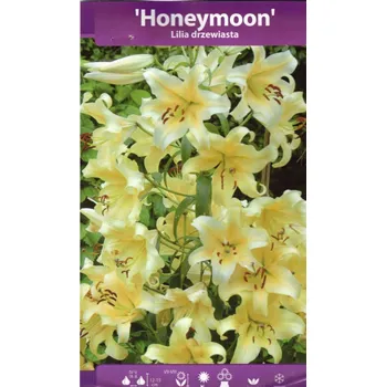 Semeno Lilie dřevitá Honeymoon