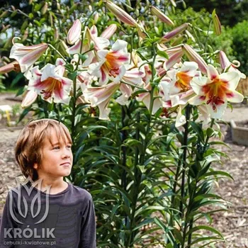 Semeno Lilie dřevitá Passion Moon