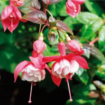 Vikar Mraz Fuchsie (Šl. Karl Strümper, D. 1999) 542