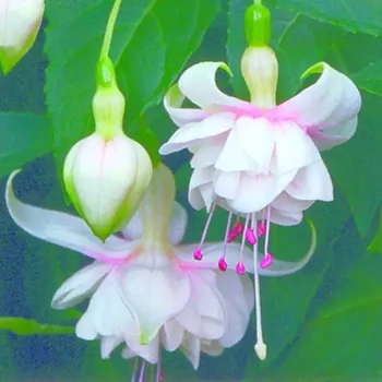 Sofie Michiels Fuchsie (Šl. Carol Roes, NL, 2002) 562