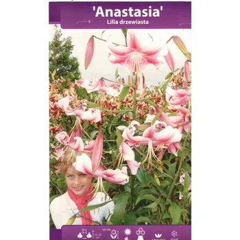 Semeno Lilie dřevitá Anastasia